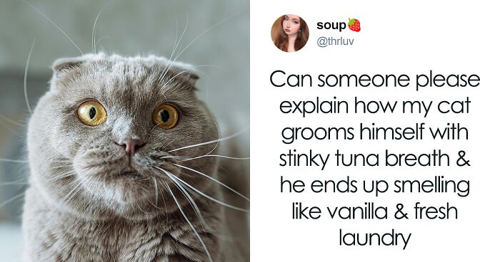 55 Funny Tweets That Confirm Cats Are Equal Parts Adorable, Weird, And Emotionally Manipulative