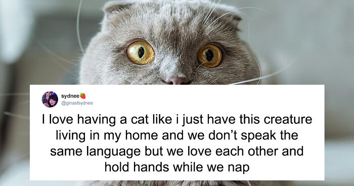 55 Funny Tweets That Confirm Cats Are Equal Parts Adorable, Weird, And Emotionally Manipulative