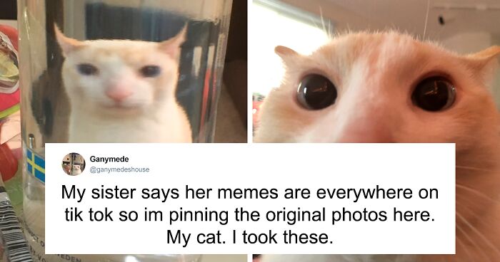 55 Funny Tweets That Confirm Cats Are Equal Parts Adorable, Weird, And Emotionally Manipulative