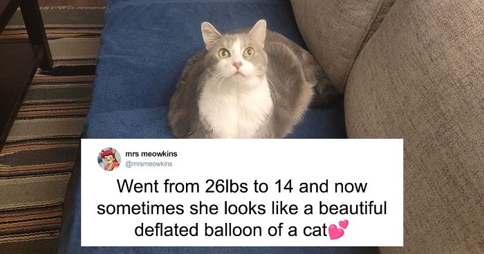 55 Funny Tweets That Confirm Cats Are Equal Parts Adorable, Weird, And Emotionally Manipulative