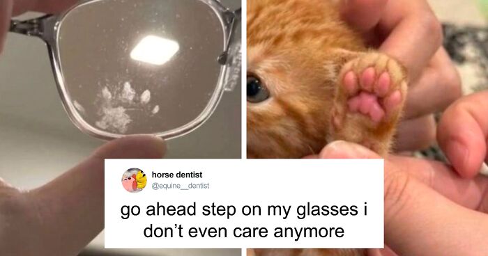 55 Funny Tweets That Confirm Cats Are Equal Parts Adorable, Weird, And Emotionally Manipulative