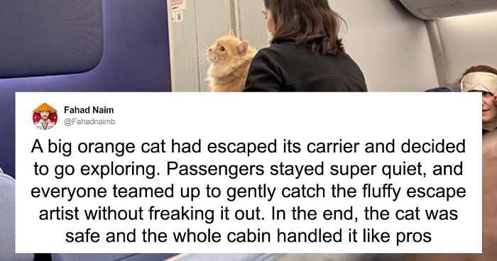 55 Funny Tweets That Confirm Cats Are Equal Parts Adorable, Weird, And Emotionally Manipulative