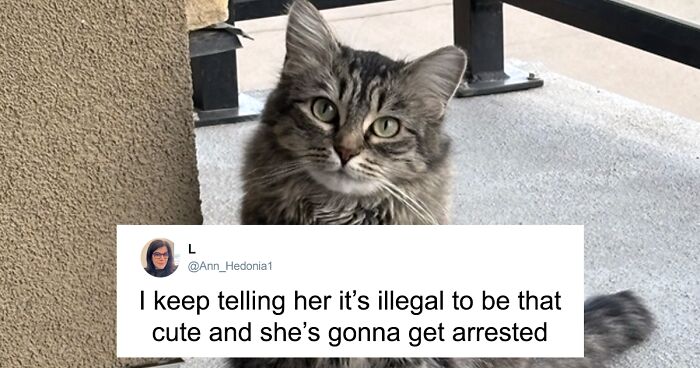 55 Funny Tweets That Confirm Cats Are Equal Parts Adorable, Weird, And Emotionally Manipulative