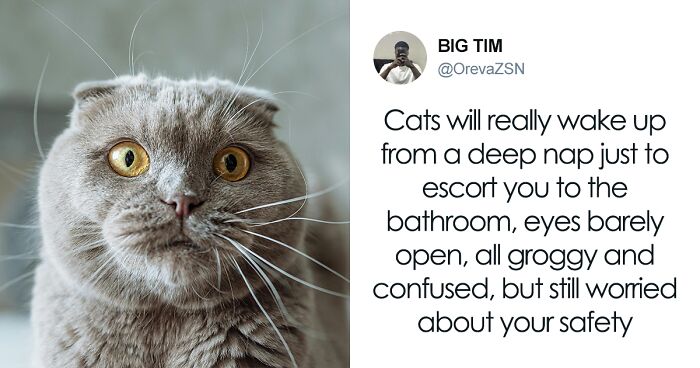 55 Funny Tweets That Confirm Cats Are Equal Parts Adorable, Weird, And Emotionally Manipulative