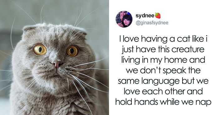 55 Funny Tweets That Confirm Cats Are Equal Parts Adorable, Weird, And Emotionally Manipulative