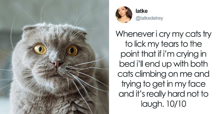 55 Hilariously Accurate Cat Tweets That Every Cat Owner Should Recognize Immediately