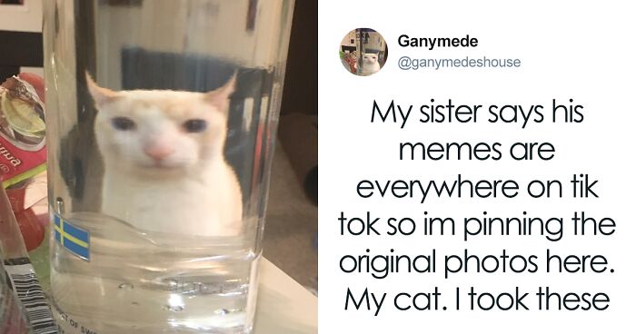 55 Funny Tweets That Confirm Cats Are Equal Parts Adorable, Weird, And Emotionally Manipulative