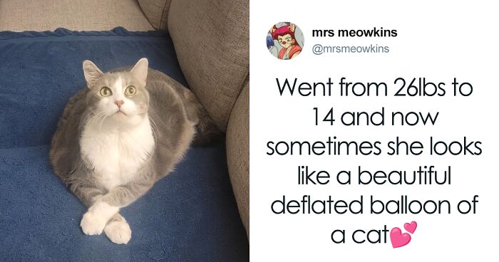 55 Funny Tweets That Confirm Cats Are Equal Parts Adorable, Weird, And Emotionally Manipulative