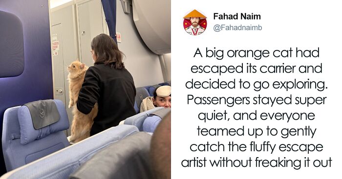 55 Funny Tweets That Confirm Cats Are Equal Parts Adorable, Weird, And Emotionally Manipulative