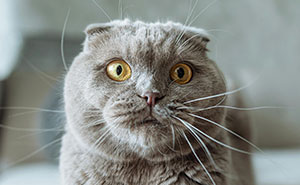 55 Funny Tweets That Confirm Cats Are Equal Parts Adorable, Weird, And Emotionally Manipulative