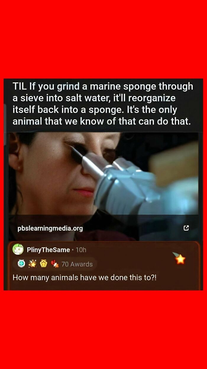 Science meme explains marine sponges' unique ability to reorganize after grinding