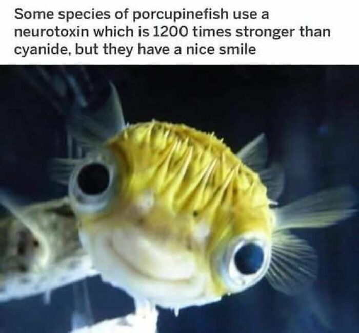 Porcupinefish close-up with caption about its potent neurotoxin and nice smile