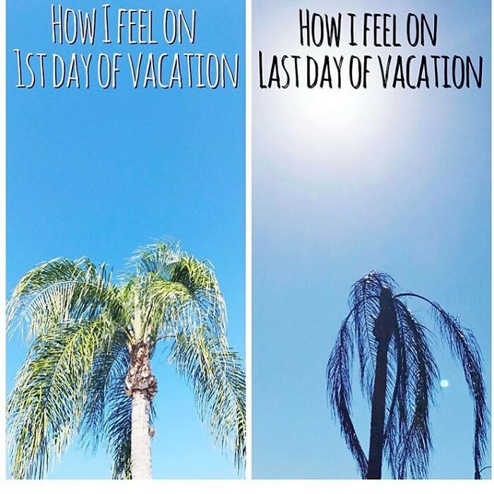 A vibrant palm tree on the 1st day of vacation versus a drooping one on the last, a fun travel meme.