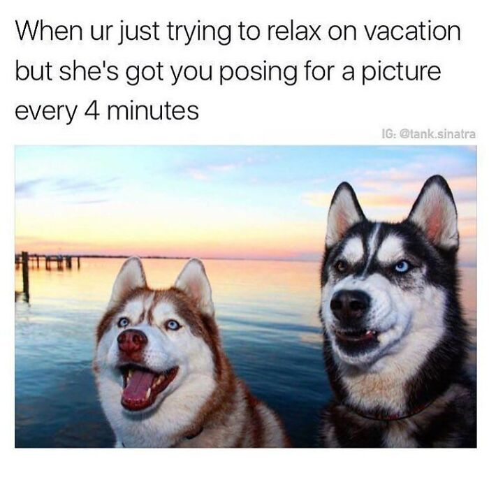 A humorous travel meme featuring two huskies by the water at sunset. One dog smiles, the other looks annoyed, illustrating a common vacation scenario.
