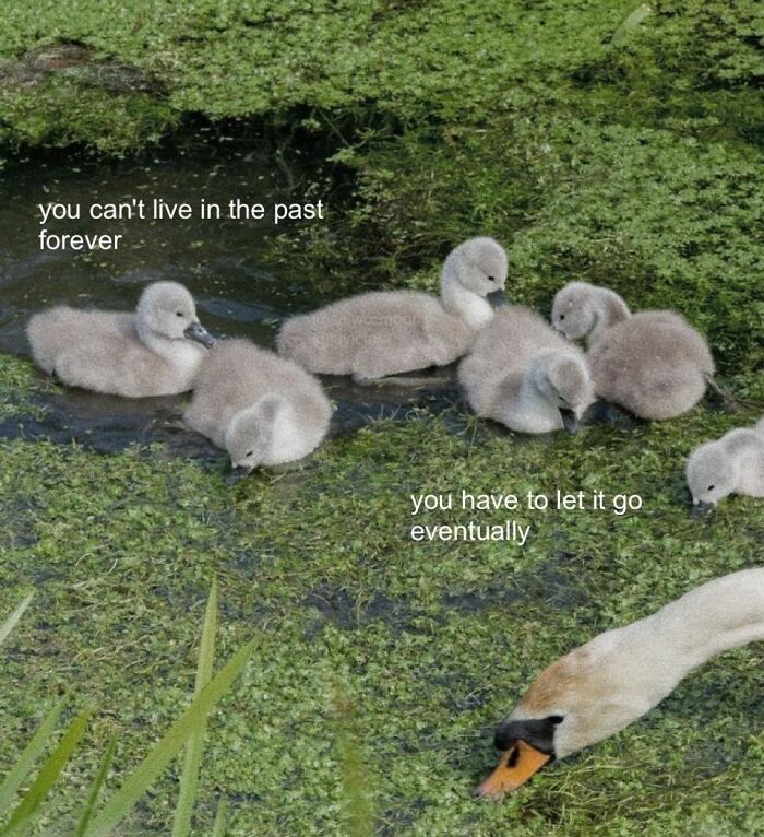 Cute ducklings swimming with text about letting go of the past