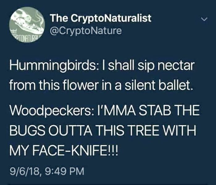 Unhinged post comparing calm hummingbirds to aggressive woodpeckers with face-knife humor