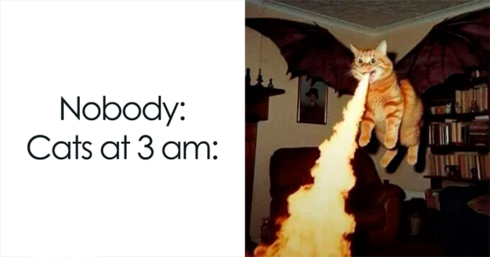 41 Of The Funniest And Cutest Cat Posts Shared By This Page (New Pics)