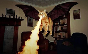 41 Of The Funniest And Cutest Cat Posts Shared By This Page (New Pics)