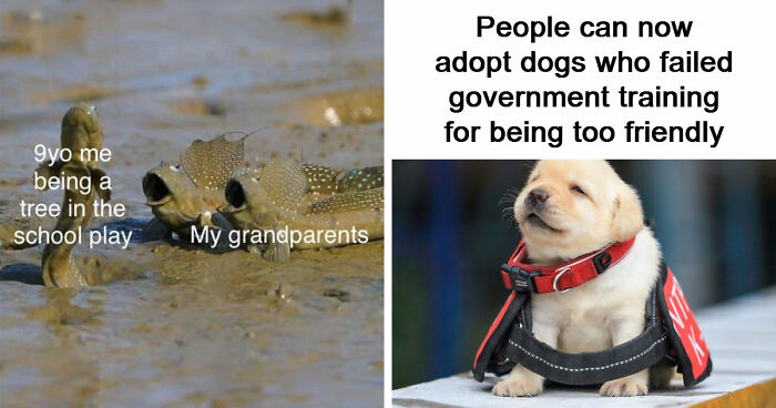 If The World Seems Like A Sad Place Now, These 91 Posts And Memes May Bring Some Positivity Back