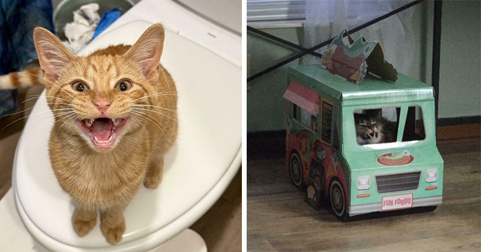 75 Cats Who Had Something Very Important To Scream About (New Pics)