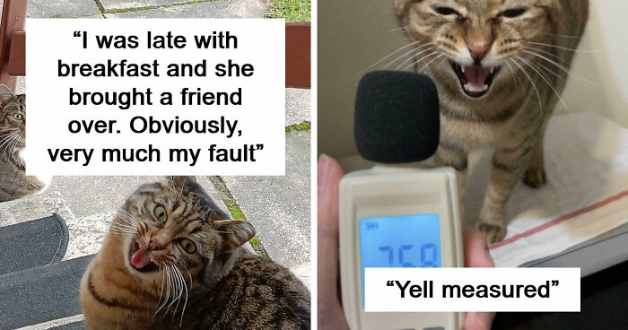 75 Cats Who Had Something Very Important To Scream About (New Pics)