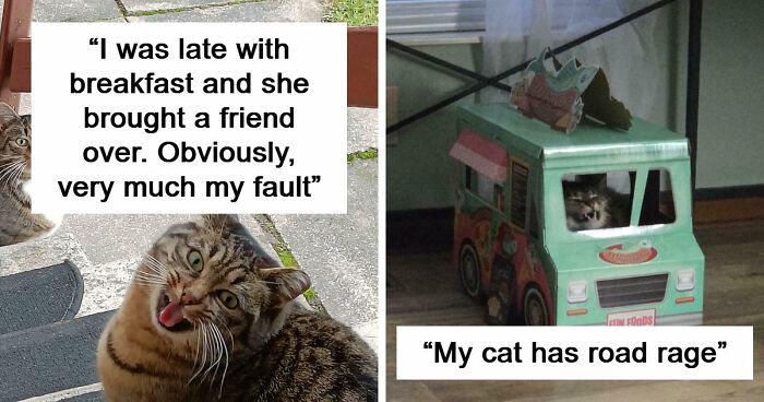 75 Cats Who Had Something Very Important To Scream About (New Pics)
