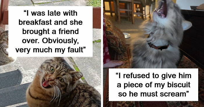 75 Cats Who Had Something Very Important To Scream About (New Pics)