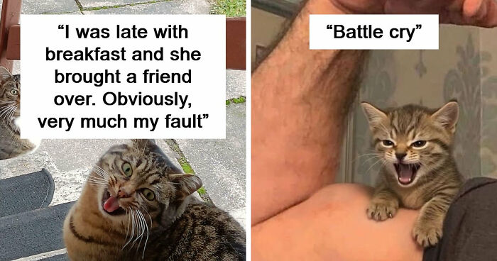 75 Cats Who Had Something Very Important To Scream About (New Pics)