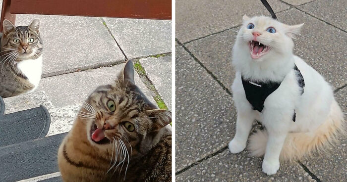 75 Cats Who Had Something Very Important To Scream About (New Pics)
