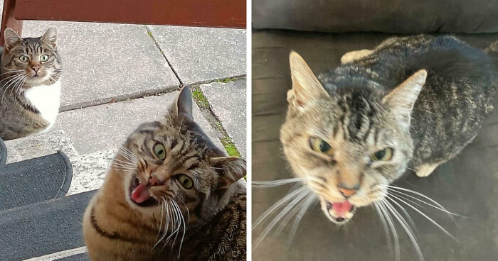 75 Cats Who Had Something Very Important To Scream About (New Pics)