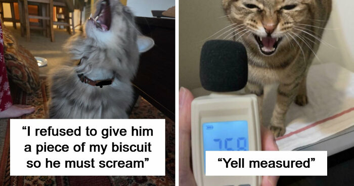 75 Cats Who Had Something Very Important To Scream About (New Pics)