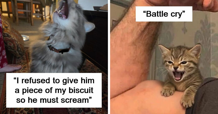 75 Cats Who Had Something Very Important To Scream About (New Pics)