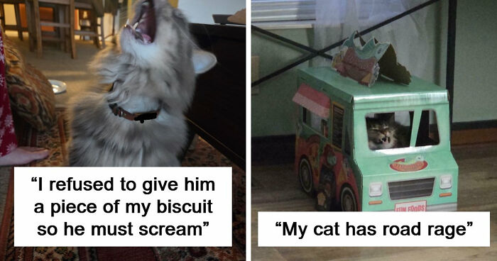 75 Cats Who Had Something Very Important To Scream About (New Pics)