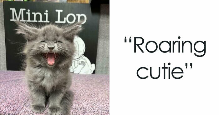 75 Cats Who Had Something Very Important To Scream About (New Pics)