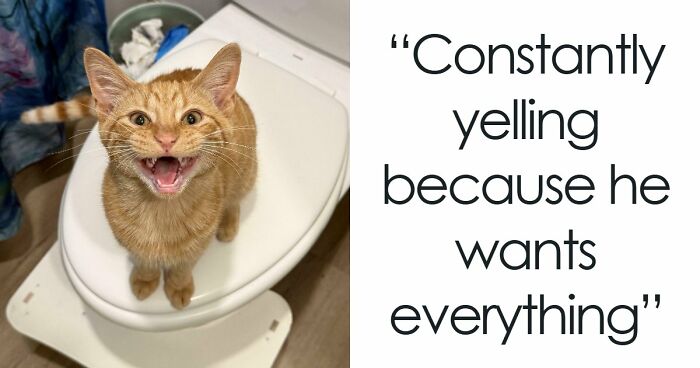 75 Cats Who Had Something Very Important To Scream About (New Pics)