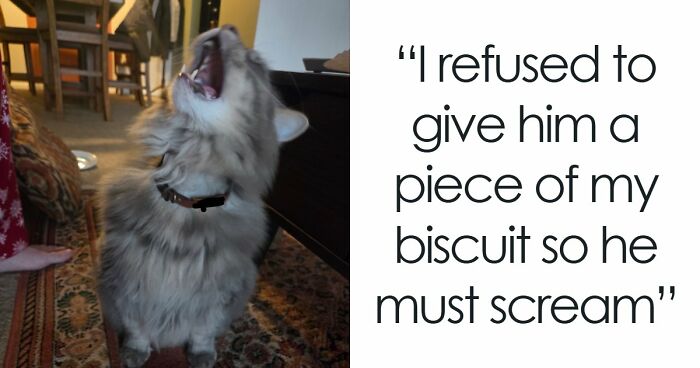 75 Cats Who Had Something Very Important To Scream About (New Pics)