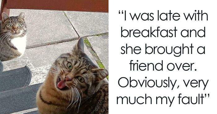 75 Cats Who Had Something Very Important To Scream About (New Pics)