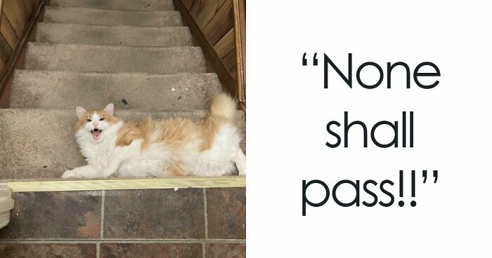 75 Cats Who Had Something Very Important To Scream About (New Pics)