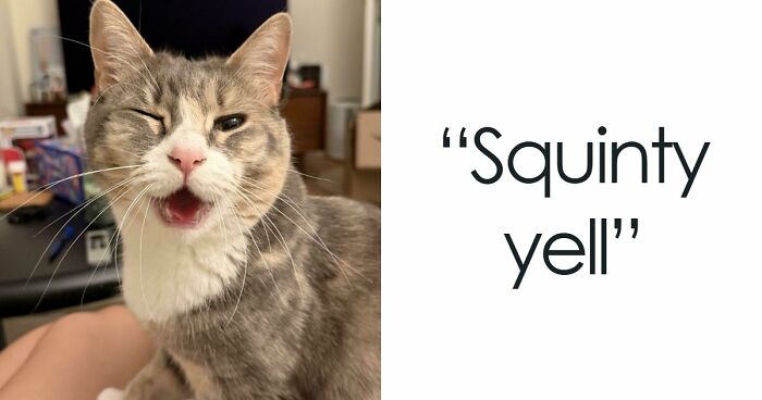 75 Cats Who Had Something Very Important To Scream About (New Pics)