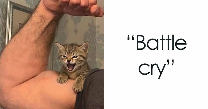 75 Cats Who Had Something Very Important To Scream About (New Pics)