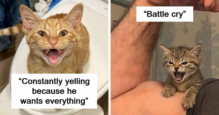 75 Cats Who Had Something Very Important To Scream About (New Pics)