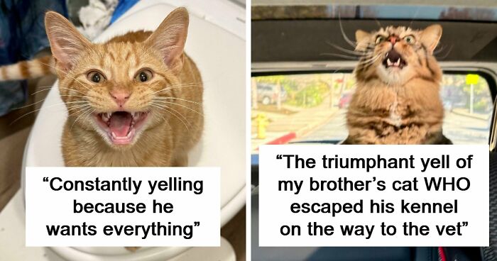 75 Cats Who Had Something Very Important To Scream About (New Pics)