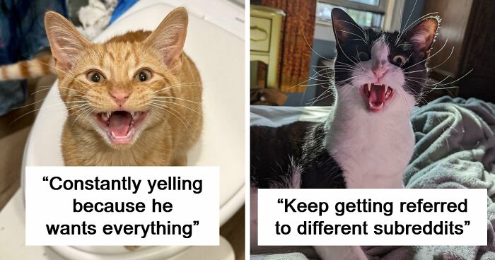 75 Cats Who Had Something Very Important To Scream About (New Pics)