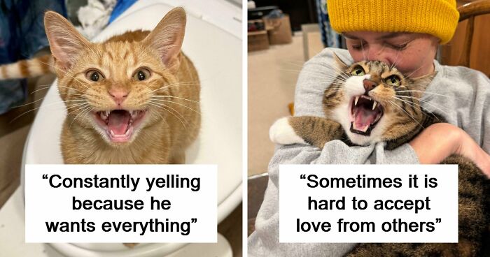 75 Cats Who Had Something Very Important To Scream About (New Pics)
