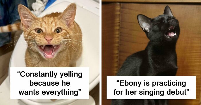 75 Cats Who Had Something Very Important To Scream About (New Pics)