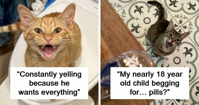 75 Cats Who Had Something Very Important To Scream About (New Pics)