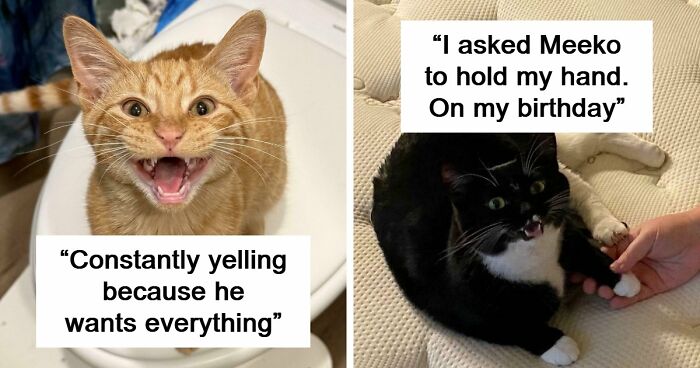 75 Cats Who Had Something Very Important To Scream About (New Pics)