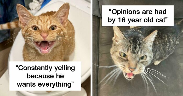 75 Cats Who Had Something Very Important To Scream About (New Pics)
