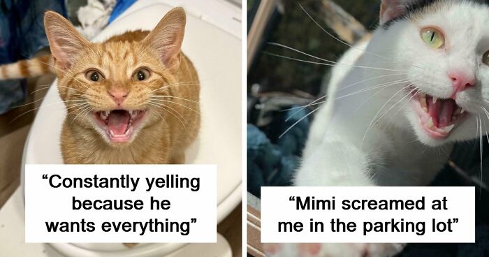75 Cats Who Had Something Very Important To Scream About (New Pics)