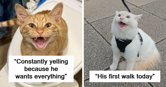 75 Cats Who Had Something Very Important To Scream About (New Pics)